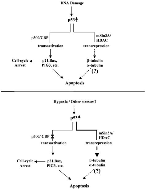 Model For The Regulation Of P53 Function By Genotoxic Stress Top And