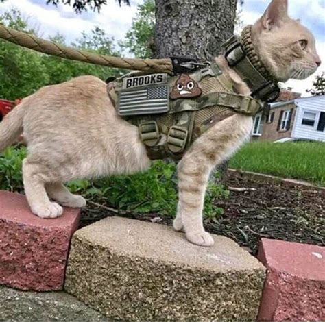 Tactical Cat Gatos Fotos De Animales Perros