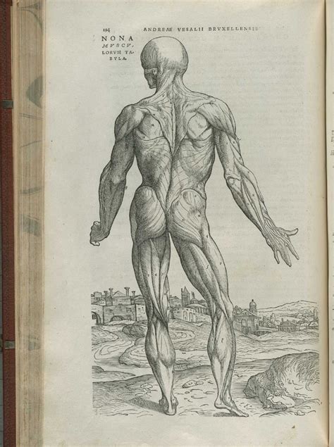 Background Father Of Modern Anatomy The Leadership And Legacy Of Andreas Vesalius