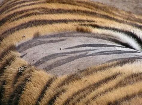 🔥 This Is What A Tigers Skin Looks Like Shaved R Natureisfuckinglit