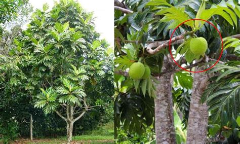 Cara Merawat Pohon Durian Yang Masih Kecil Id
