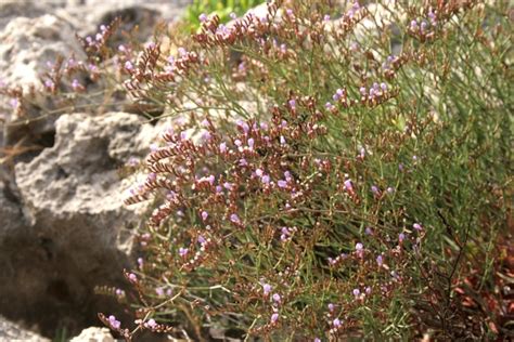 Limonium Ramosissimum Poir Maire Portale Della Flora D Italia