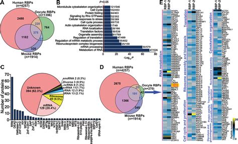 Identification And Characterization Of Rbps Expressed In Fully‐grown