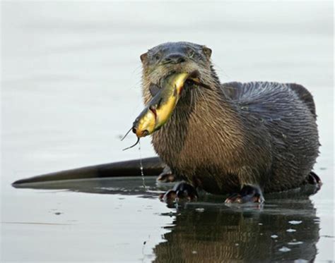 River Otters Otters