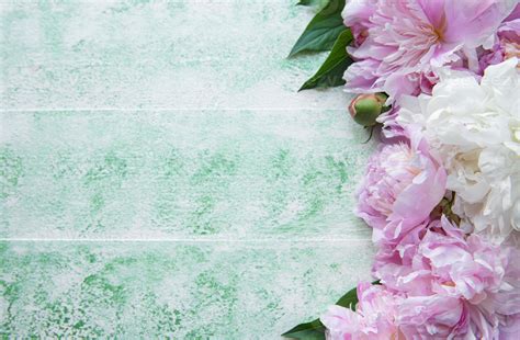 Background with pink peonies 11074305 Stock Photo at Vecteezy