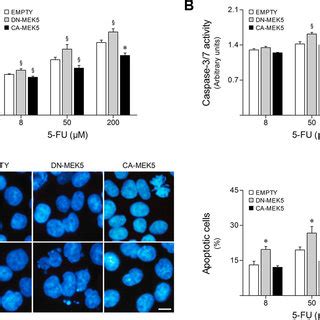 MEK5 Differential Activation Modulates HCT116 Cell Sensitivity To 5 FU