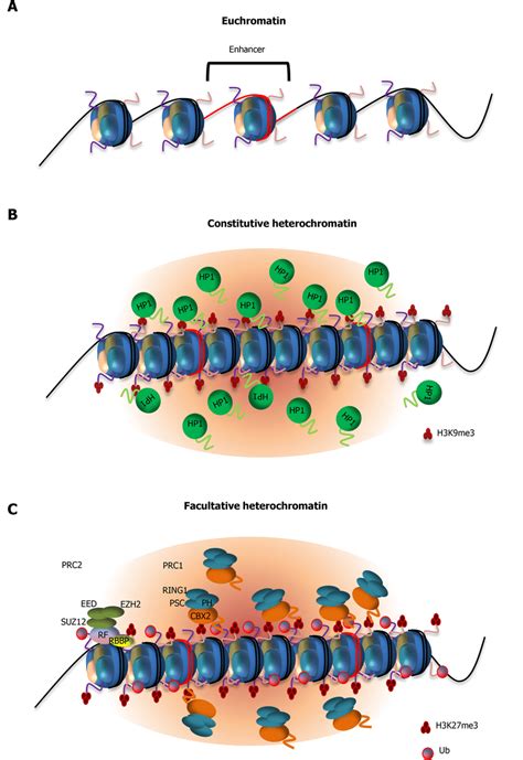 Models Showing The Role Of Low Complexity Domain Mediated Protein