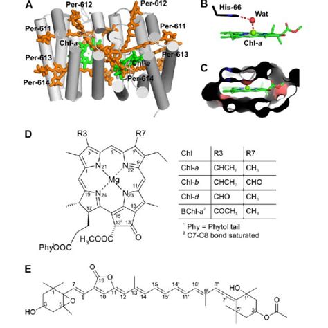 Coordination Of A Chl B Formyl And B BChl A Acetyl Substituents