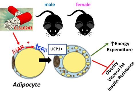 Cells Free Full Text White Adipose Tissue Depots Respond To Chronic