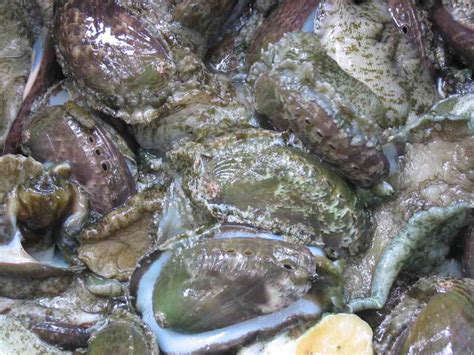 abaloneindonesia price supplier food