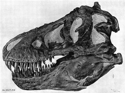 Tyrannosaurus Rex Skull Picture