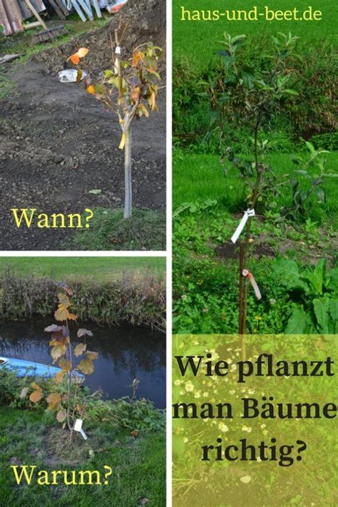 Wie Man B Ume Richtig Pflanzt Eine Anleitung Haus Und Beet