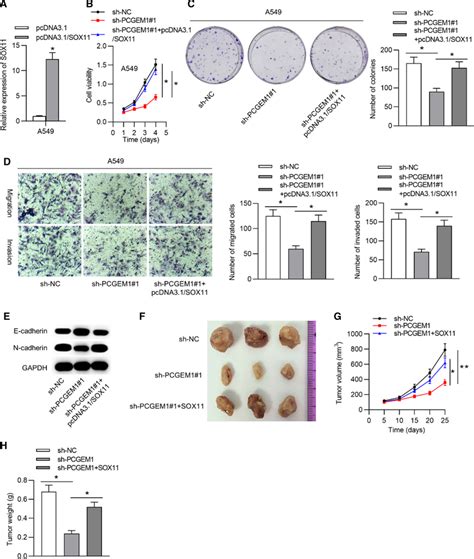 Pcgem1 Promoted Proliferative And Migrative Abilities Of Nsclc Cells Download Scientific