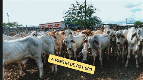 26 FEIRA DE GADO EM CARUARU PE BAIXA NO PREÇO DO ARROBA 17 12