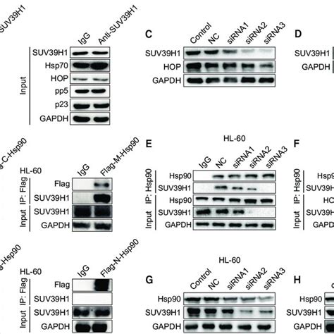 Suv39h1 Interacts With Hsp90 Through Co Chaperone Hop A Hl 60 Cells