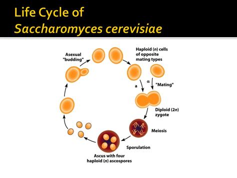 Ppt Chapter 2 Cellular Reproduction And Model Genetic Organisms