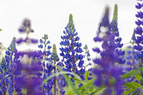 Purple wild lupin Lupinus polyphyllus blooms in a meadow. A field with