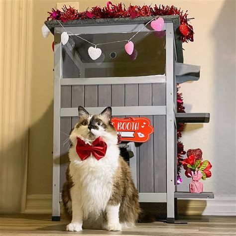 New DIY guides explain how a cat house for outside cats works 9