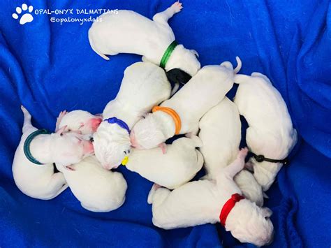 Dalmatian Puppies For Sale - AKC PuppyFinder