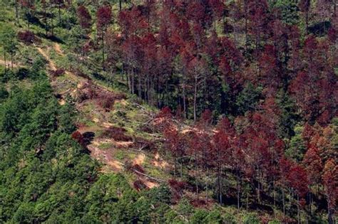 Maga Declara Emergencia Por Gorgojo De Pino