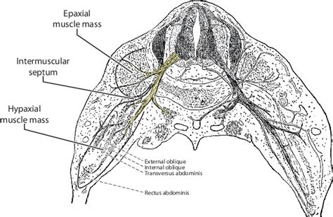 [PDF] The thoracolumbar fascia: anatomy, function and clinical ...