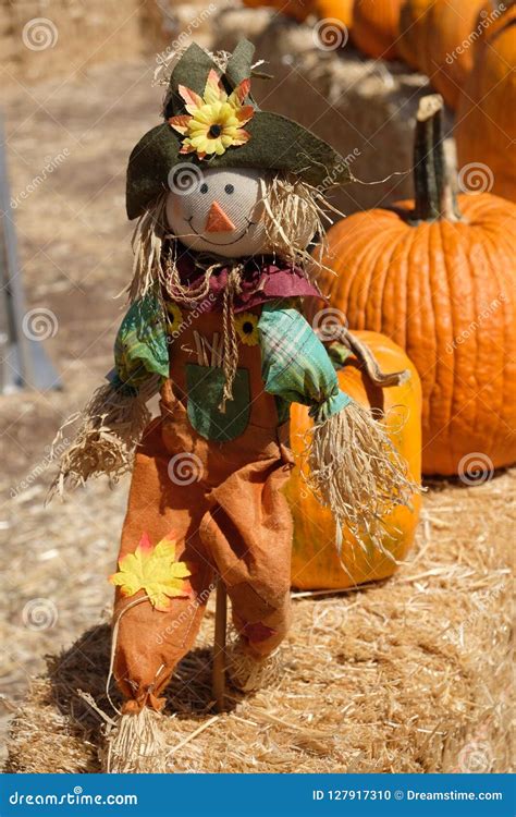 A Happy Scarecrow In The Pumpkin Patch Stock Photo Image Of Bright