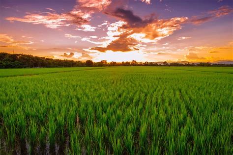 Fotos De Por Do Sol No Campo De Arroz Imagens De Por Do Sol No Campo