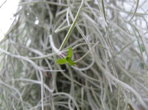 Plantas De Todas As Especies Bigodes Do Velho Musgo Espanhol Musgo