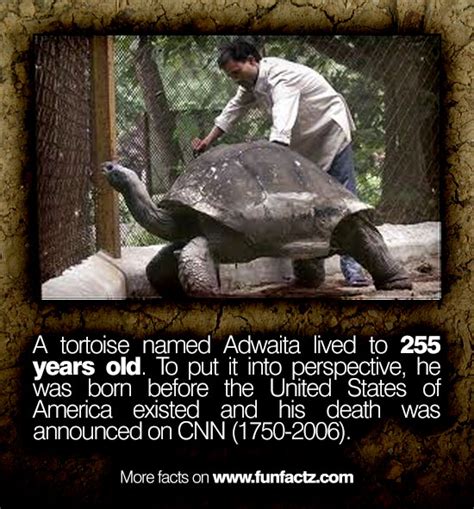 A tortoise named Adwaita lived to 255 years old. To put it into perspective, he was born before ...