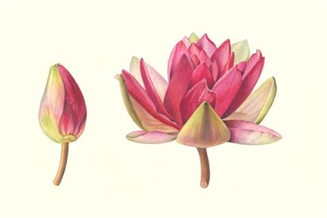 Three Water Lilies Are Shown In Different Stages Of Blooming From Pink