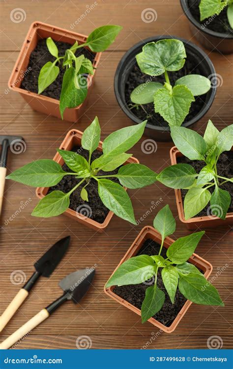 Different Seedlings Growing In Plastic Containers With Soil And