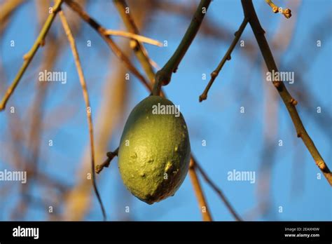 Ceiba Speciosa Trees Hi Res Stock Photography And Images Alamy