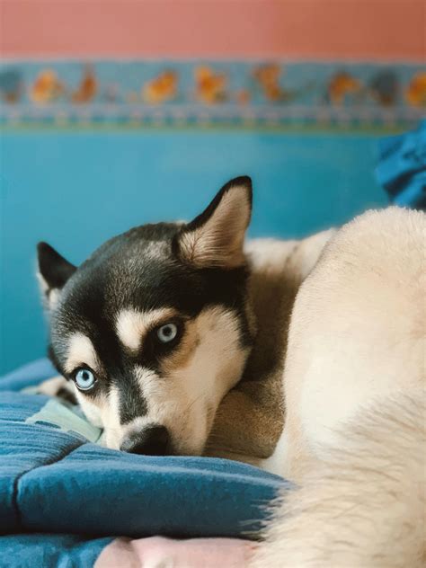 Husky Dog 4k Wallpaper Photos, Download The BEST Free Husky Dog 4k ...