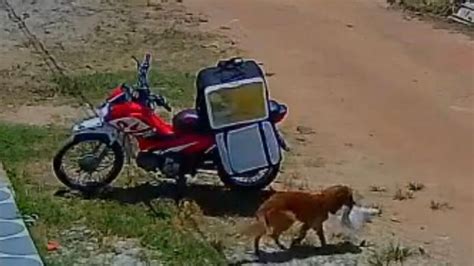 Cachorro Rouba Marmita De Motoboy E Viraliza Nas Redes Sociais Jornal