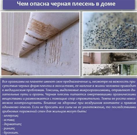 Черная плесень: как выглядит, чем опасна, как избавиться