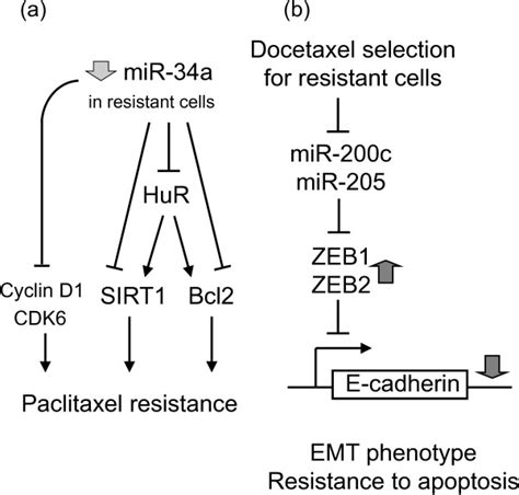 Mir 34a Mediates Paclitaxel Resistance Via Both Direct And Indirect Download Scientific Diagram