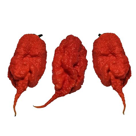 Pepperseeds.eu | The best Chili seeds | Hot Pepper Seeds