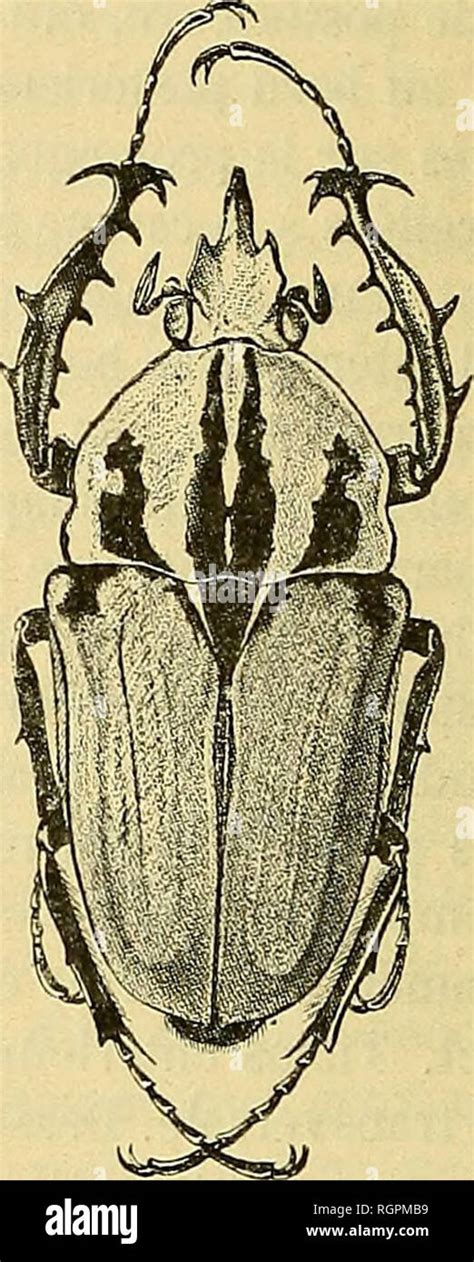 Bulletin de la Société entomologique de France Entomology M