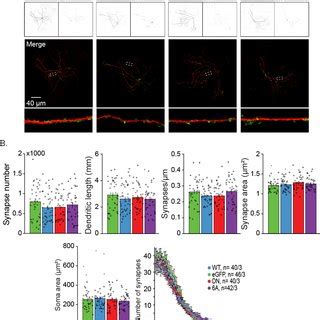 Overexpression Of Doc2b WT Doc2b DN And Doc2b 6A Does Not Affect