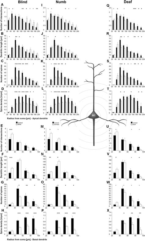 Sholl Analysis Of Layer III Pyramidal Neurons In A1 Following Visual