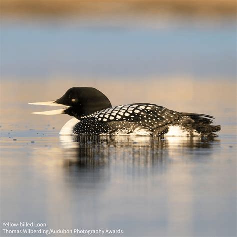 National Audubon Society - Sustainable land management allows birds