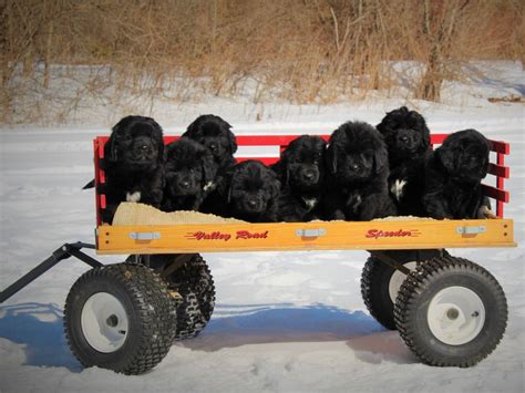 Newfoundland puppies for sale - AKC Marketplace