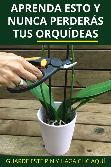 Quieres aprender a cultivar orquídeas HAGA CLIC AQUÍ Cultivo de