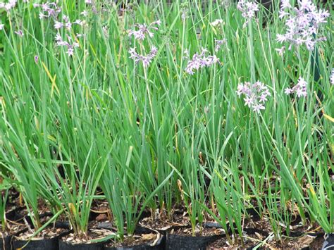 Indabuko Yakho Tulbaghia Violacea Random Harvest Indigenous Nursery