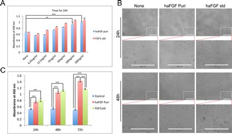 Cell Proliferation Of Purified Hafgf On Nih 3t3 Cell A Cell