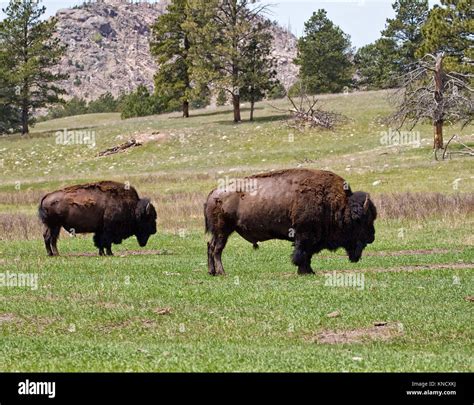 Two Large American Buffalo Bison Bison Bulls In Spring In South