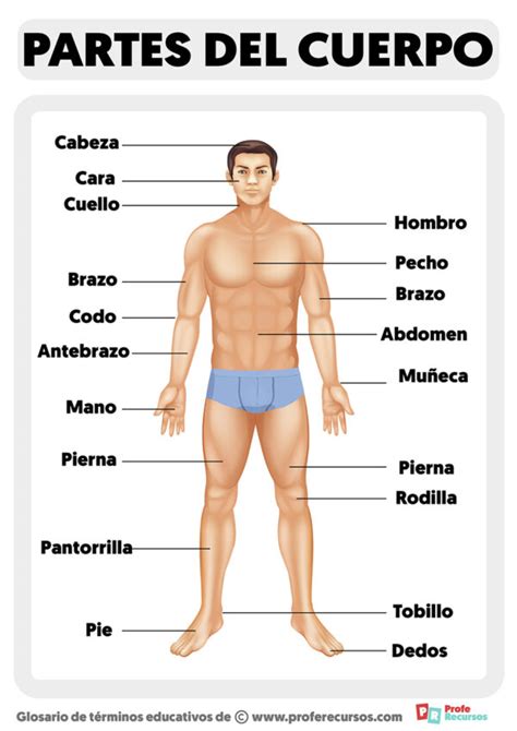 Partes Del Cuerpo Humano