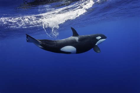 Killer Whale Orca Facts