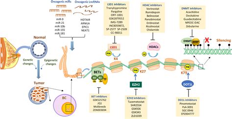 Frontiers Epigenetic Modulation Of Antitumor Immunity And