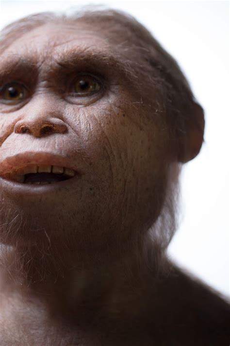 Did Neanderthals And Humans Mate